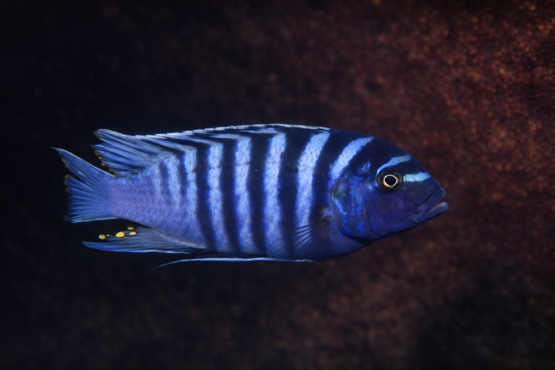 Maylandia zebra 'Chemwezi Rocks'